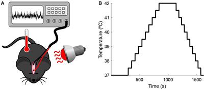 Hyperthermia-Induced Changes in EEG of Anesthetized Mice Subjected to Passive Heat Exposure